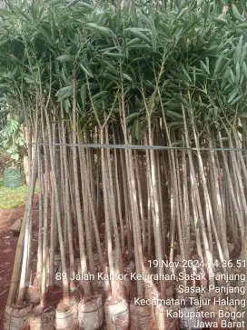 Jual pohon tabebuya kuning