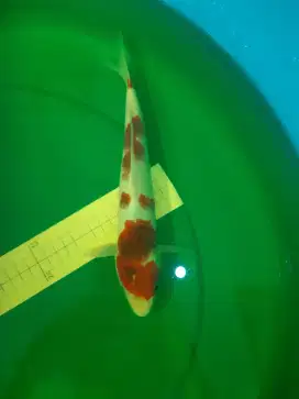 Ikan koi Goromo 28cm grade A