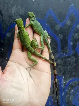 Green iguana baby