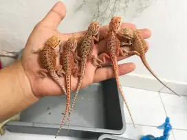 Bearded Dragon baby dan baby up