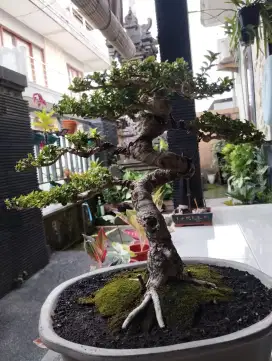 Bonsai sancang the max