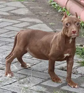 Pitbull betina cocoa murah