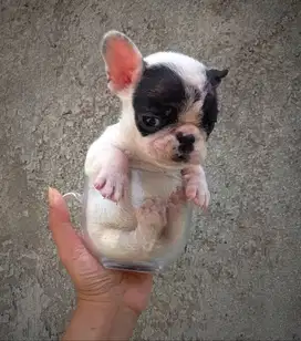 Mini French Bulldog jantan