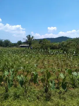 Tanah kapling kebun wisata candali Bogor