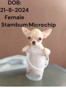 Cihuahua mini female, STB, Microchip