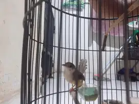 Burung Ciblek Betina Rawatan sama Kandang