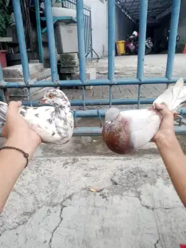 Jual burung dara