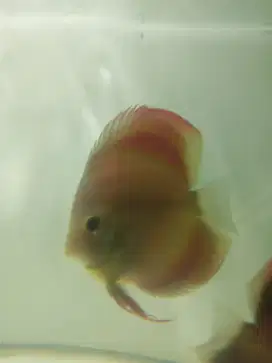 Discus San merah HB