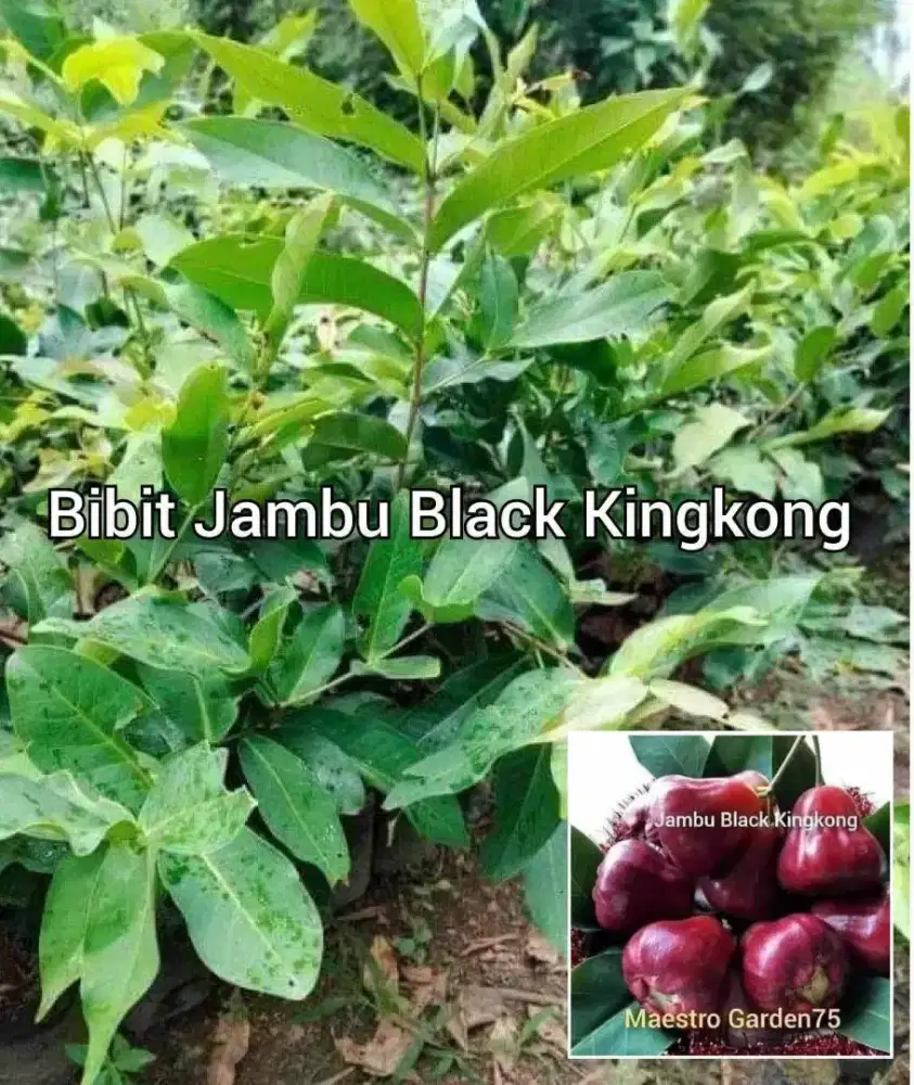 Bibit Jambu Black Kingkong Cangkok an Tinggi 50 - 60 cm