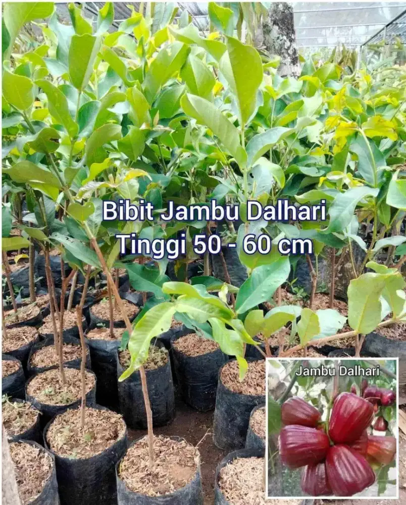 Bibit Jambu Dalhari Cangkok an Tinggi 50 - 60 cm