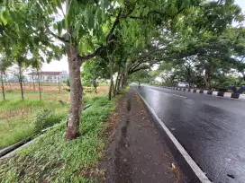 Tanah murah jalan utama gerung 16.5 are