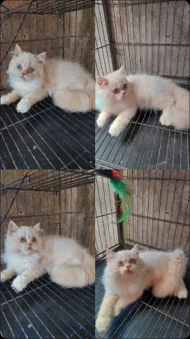 Kucing persia flatnose