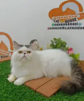 Kucing peaknose jantan gembul lucuu longhair