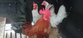 Di Jual Cepat ! Ayam Tema (Kate Serama) 1 Jantan + 2 Betina