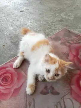 Anakan kucing turunan