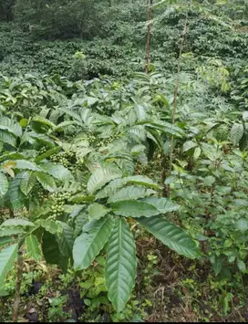 Dijual Lahan Kopi Di Temanggung