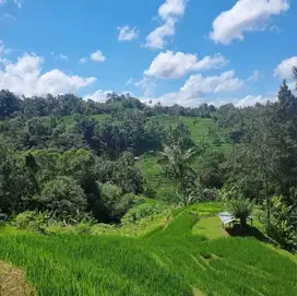 TANAH SAWAH DAN KEBUN BLIMBING PUPUAN TABANAN