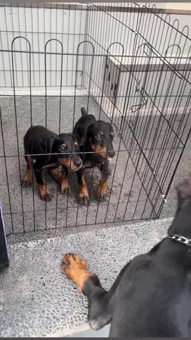 Doberman puppy 1.5 bulan