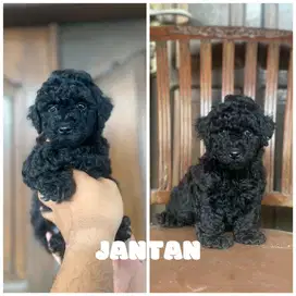 Black Toy Poodle super mini Muraaah