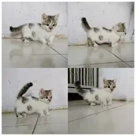 kucing munchkin kitten