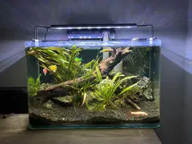 Aquascape Aquarium 40cm Optic Kaca Lengkung