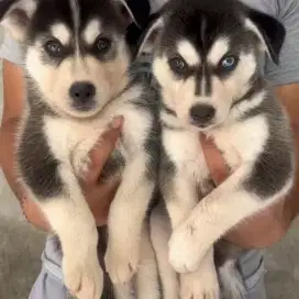 Anak Anjing Husky Pure Puppy