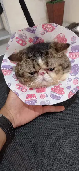 Exotic Shorthair Jantan