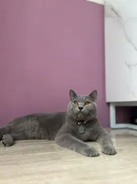 LA Kucing British shorthair