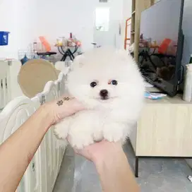 Jual minipom white murah