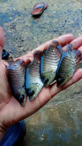 Bibit ikan gurame ukuran silet