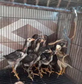 Djual cpt 8 anak ayam bangkok turunan bgs besar