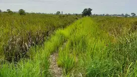 DIJUAL TANAH SUPER LUAS JAKABARING PALEMBANG DEKAT SEKOLAH OLAHRAGA