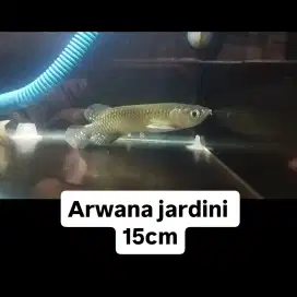 Ikan hias arwana 15cm