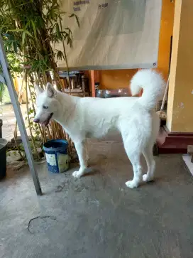 Husky betina All White