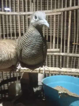 Perkutut warna hitam mojopahit betina