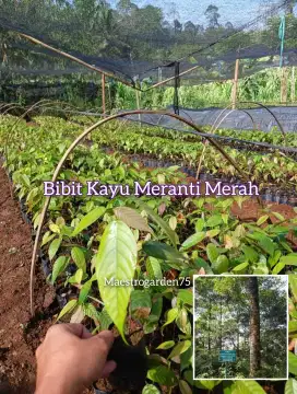 Meranti Merah Bibit Kayu Tinggi 15 - 20 cm
