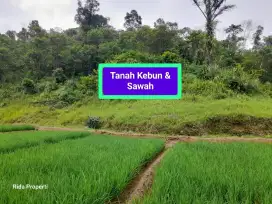 Jual tanah sawah produktip murah Cigudeg bgr