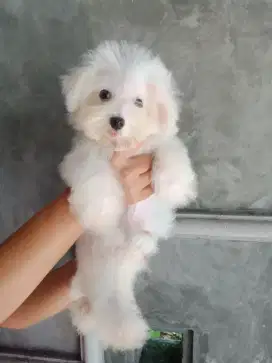 Anakan anjing bichon