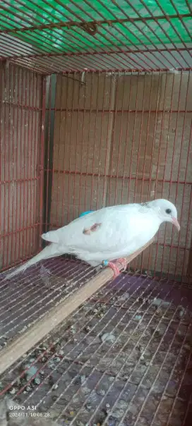 Burung derkuku leovad