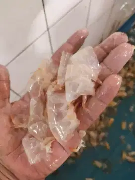 Kulit udang kupas