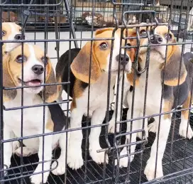 Beagle Jantan Betina Ready