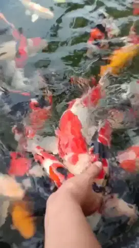 Perawatan ikan,kolam koi pembuatan renovasi kolam ikan koi