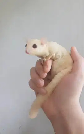 SUGAR GLIDER CREAMINO MOZAIK