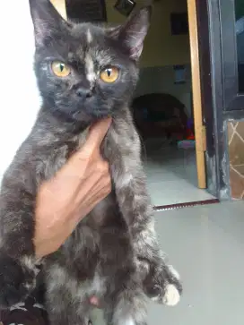 Kucing bsh tortie