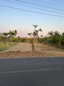 Tanah over kontrak di Munggu dkt Pantai Seseh,Pererenan Badung Bali