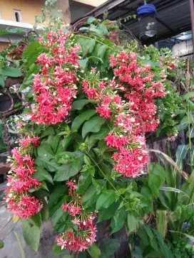 Bibit pohon melati belanda
