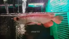 Ikan arwana golden red Mulut Hiu arowana