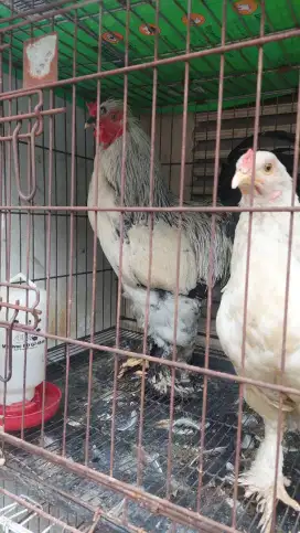 DIJUAL AYAM BRAHMA LC SEPASANG JANTAN DAN BETINA BISA NEGO