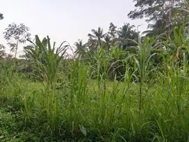 Tanah view jungle hadap utara di Ubud lebar depan 143 meter