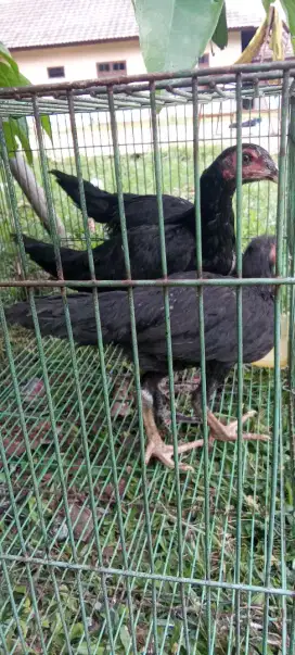 Dijual ayam kampung dan bangkok